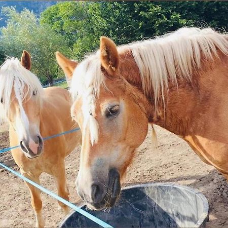 Relax Home,Nel Cuore Della Valle D'Aosta Montjovet Kültér fotó