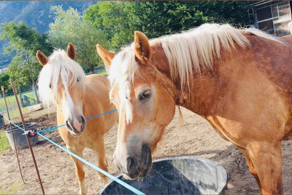 Relax Home,Nel Cuore Della Valle D'Aosta Montjovet Kültér fotó